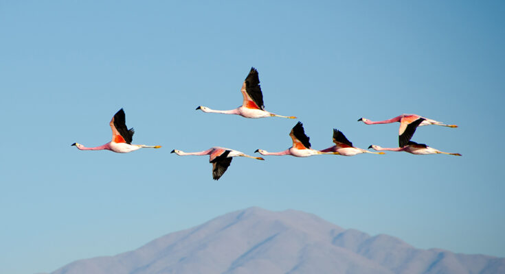 flamingos fly